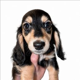 Sugar PET ONLY price listed FIRM - Black and cream female Dachshund puppy in Unadilla, Georgia from The Hamsley Kennels of South Georgia