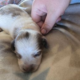 Boy 3 - Piebald male Dachshund puppy in Klamath Falls, Oregon from Real Tea Mini Dachshunds