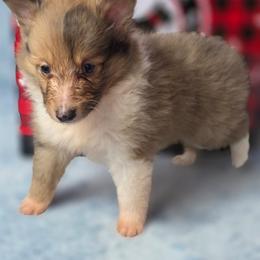 Winston - Sable merle and white male Shetland Sheepdog puppy in Citra, Florida from Southpaw Herders LLC