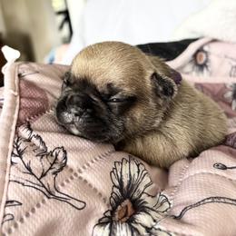 American Bulldog, French Bulldog, and Rat Terrier Puppies from DF's Unlimited Ruff