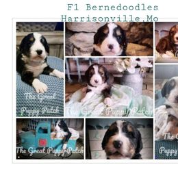 Bernedoodle Puppies from The Great Puppy Patch