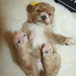 Goldendoodle and Poodle Puppies from David & Patricia Elliott