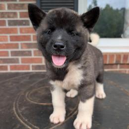 Saki's Boy 2 - Black, fawn undercoat male Akita puppy in South Carolina from Sierra Mountain Akitas