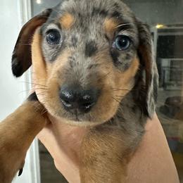 Girl 4 - Dapple female Dachshund puppy in Casa Grande, Arizona from Short n Sassy Dachshunds of AZ