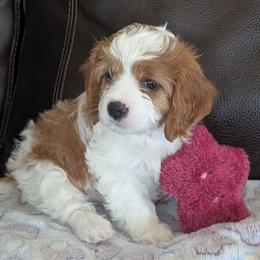 Stevie - Blenheim female Cavapoo puppy in Newport, North Carolina from Crystal Coast Cavapoodles