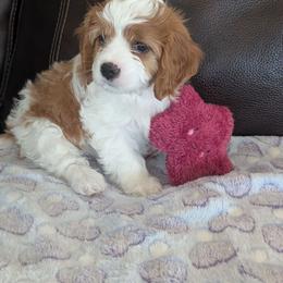 Stevie - Blenheim female Cavapoo puppy in Newport, North Carolina from Crystal Coast Cavapoodles