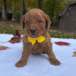 Colby - Red  male Goldendoodle puppy in Mint Hill, North Carolina from DoodleForever