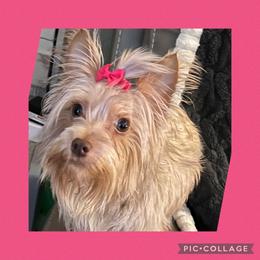 Honey - Yorkshire Terrier