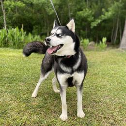 Valkyrie - Siberian Husky