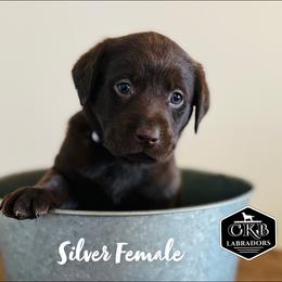 Dilute Retriever and Labrador Retriever Puppies from CKB Labradors