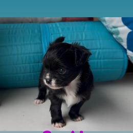 Cookie - Black female Chihuahua puppy in Canton, Georgia from Moon Made Farm