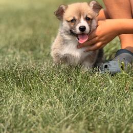 Donut - Red male Pembroke Welsh Corgi puppy in Hand County, South Dakota from Hills End Corgis