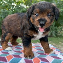 Girl 3 - Red phantom female Aussiedoodle puppy in Hillsboro, Illinois from Perfect Paws Puppies