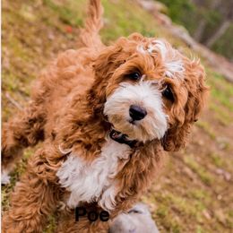Poe - Cockapoo