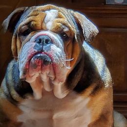 Bulldogs from JoMo Kennels