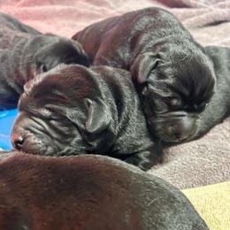 Boy 6 - Black male Labrador Retriever puppy in Lower Burrell, Pennsylvania from Ruckus Family Labs