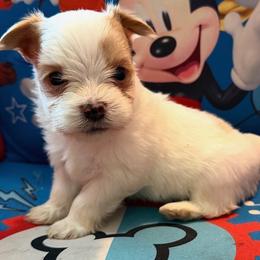 Teddy - Gold and white male Shorkie puppy in Ocala, Florida from Yorkie  And Shih Tzu Love