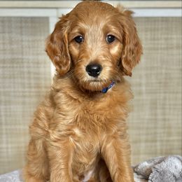 Heath ( Blue) - Apricot male Goldendoodle puppy in Bay City, Texas from Charming Doods