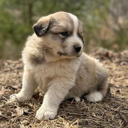 Puppy ID 172610 - White and badger male Great Pyrenees puppy in Leicester, North Carolina from Randall Glen Pyrenees
