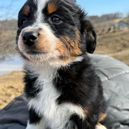 Jess - Black tri-color female Australian Shepherd puppy in Kimbolton, Ohio from Wagon Wheel Aussies