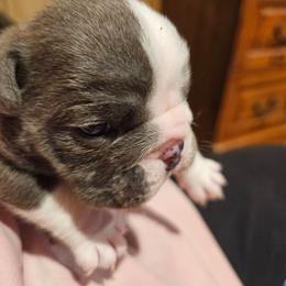 Kris Kringle - Blue tri-color male Bulldog puppy in Callao, Virginia from Northern Neck Bulldogs