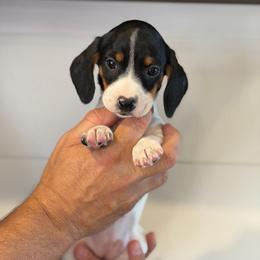 Martina - Piebald female Dachshund puppy in Farmington, Minnesota from Half Pint Doxies