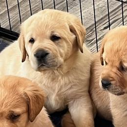 Labrador Retriever puppies from Bellvale Labradors