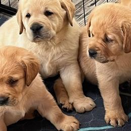 Labrador Retriever puppies from Bellvale Labradors