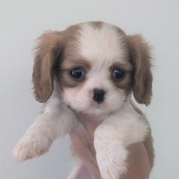 Maya - Blenheim female Cavalier King Charles Spaniel puppy in Stevens, Pennsylvania from Jodi's Cavalier King Charles Spaniels and Cavapoos