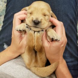 Goldendoodle and Golden Retriever Puppies from A Golden Summer