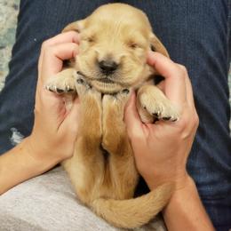 Goldendoodle and Golden Retriever Puppies from A Golden Summer