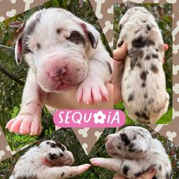 SEQUOIA - Chocolate and white female Great Dane puppy in Wellsville, New York from Prophecy Danes