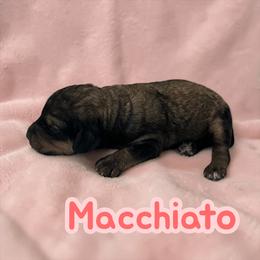 Macchiato - Sable female Poodle puppy in Ellenburg Center, New York from Kristin's Puppies