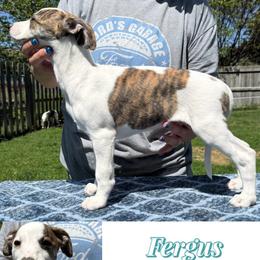 Ferguson - White and fawn brindle male Whippet puppy in Plainfield, Indiana from Rose Acre Whippets