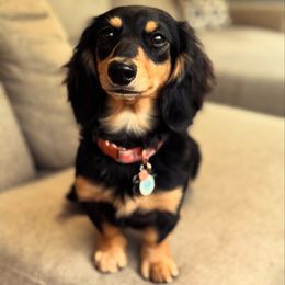 Sophia - Dachshund
