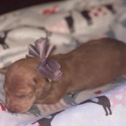 Jimmy - Dapple male Dachshund puppy in Saint Paul, Minnesota from Vibrant Eyes Doxies