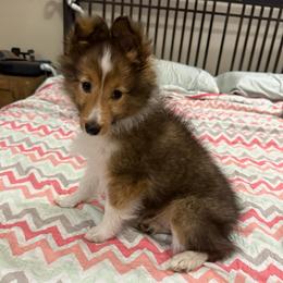 Lionel - White and sable male Shetland Sheepdog puppy in Jefferson City, Missouri from Bax’s Babies