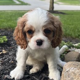 Burton - Blenheim male Cavalier King Charles Spaniel puppy in Noblesville, Indiana from Kara's Cavalier King Charles Spaniels