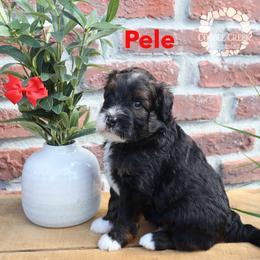 Pele - Phantom male Bernedoodle puppy in Heyworth, Illinois from Cobble Creek Puppies