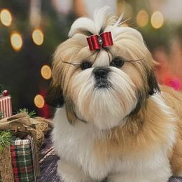 Shih Tzus from Joyden Shih Tzu