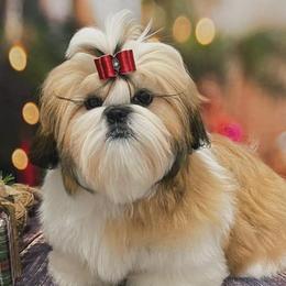 Shih Tzus from Joyden Shih Tzu