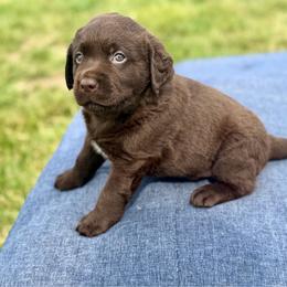 Dock - Chocolate male Dilute Retriever puppy in Baldwin City, Kansas from Hedge Lane Labradors