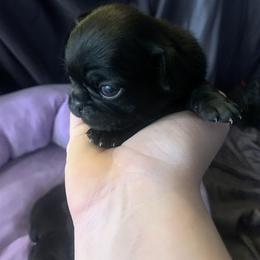 Pug Puppies from The Grumble Pack
