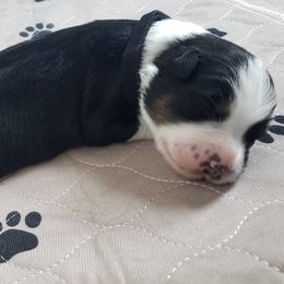 Australian Shepherd Puppies from Heaven Scent Aussies