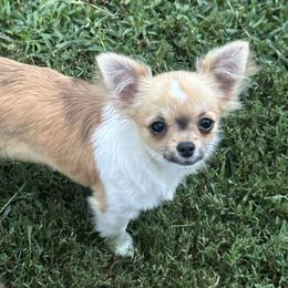 Boy 5 - male Chihuahua puppy in Northboro, Iowa from So Sweet Chihuahuas