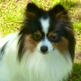 Prissy - Pomeranian