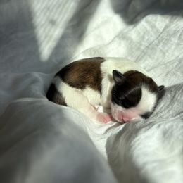 Daisy duck - Sable and white female Shih Tzu puppy in Las Vegas, Nevada from Vegas Shih Tzus