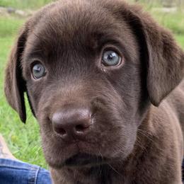Labrador Retrievers from BlackWater Gun Dogs