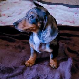 Rose - Dapple female Dachshund puppy in Phoenix, Arizona from AZ's Prestigious Minature Dachshunds
