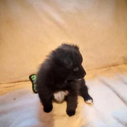 Houdini - Black parti male Pomeranian puppy in Wanette, Oklahoma from Council Creek Cuties